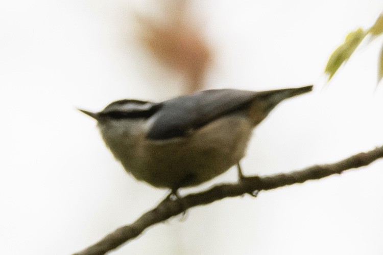 Red-breasted Nuthatch - ML155722291