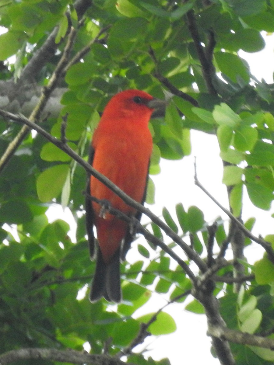 Scarlet Tanager - ML155722391
