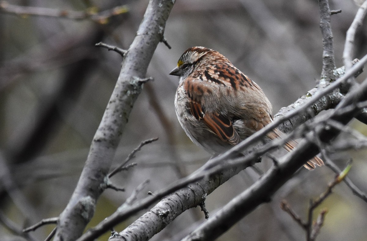 White-throated Sparrow - ML155724821