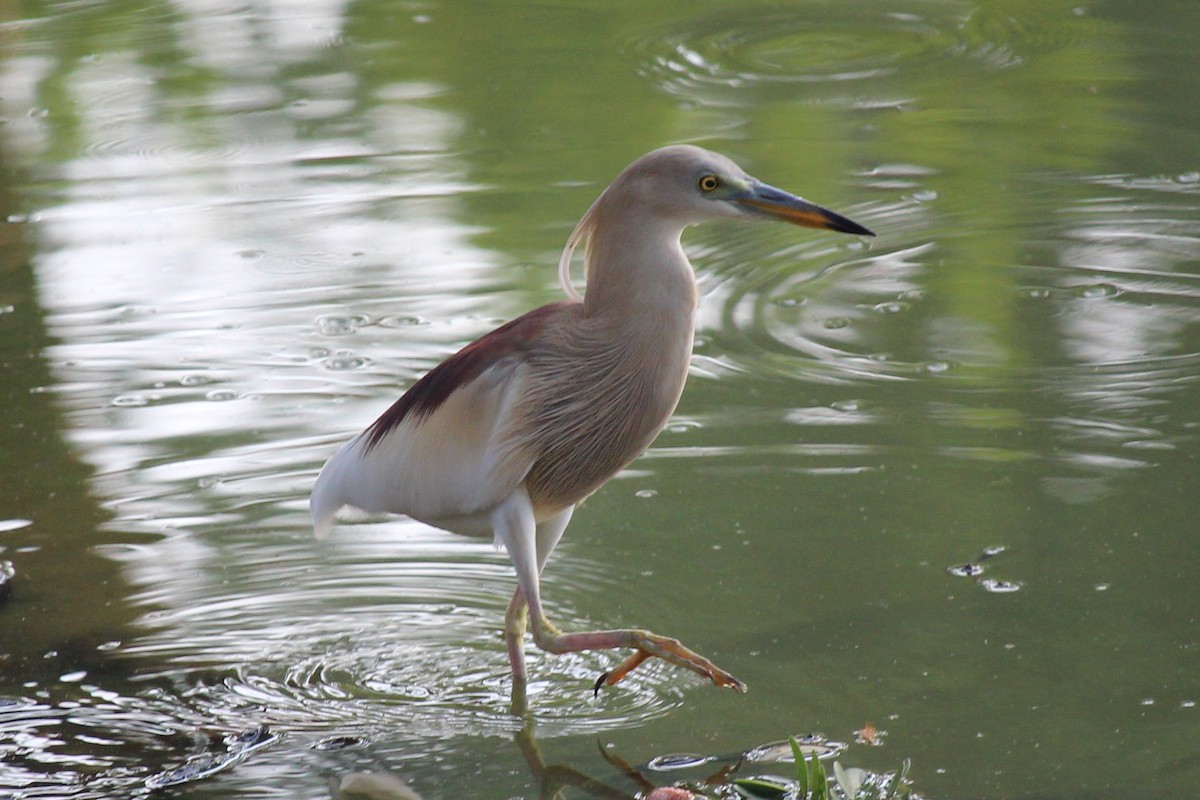 Indian Pond-Heron - ML155725371