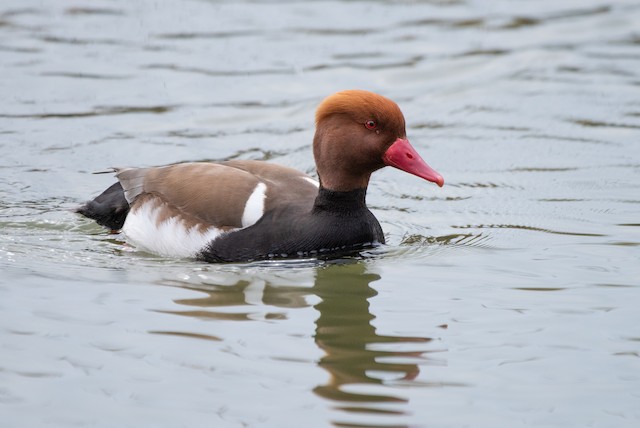 Red-crested Pochard