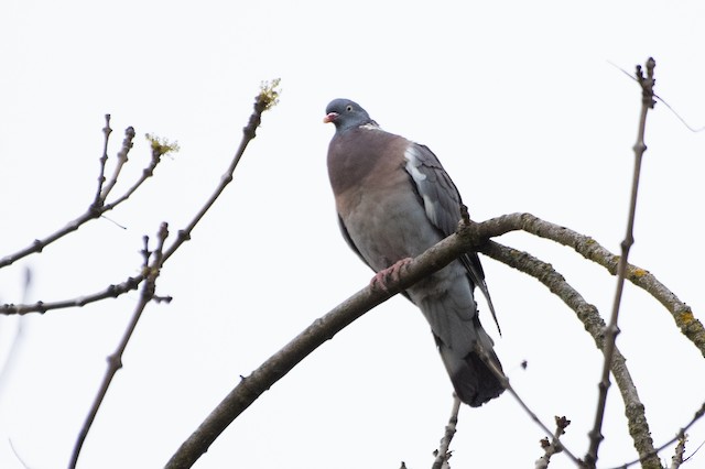 Common Wood-Pigeon