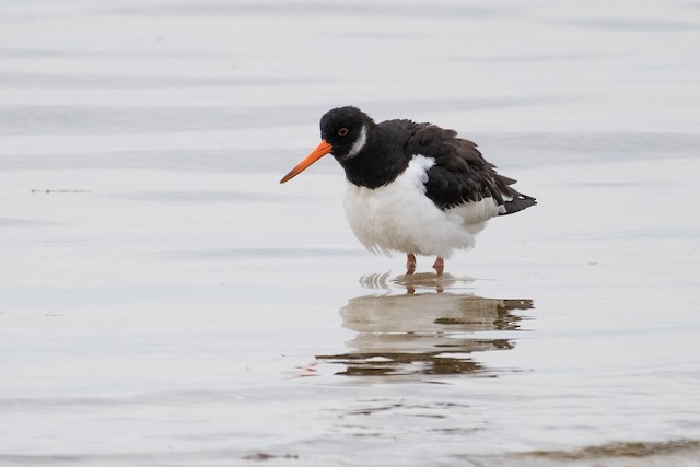 Eurasian Oystercatcher