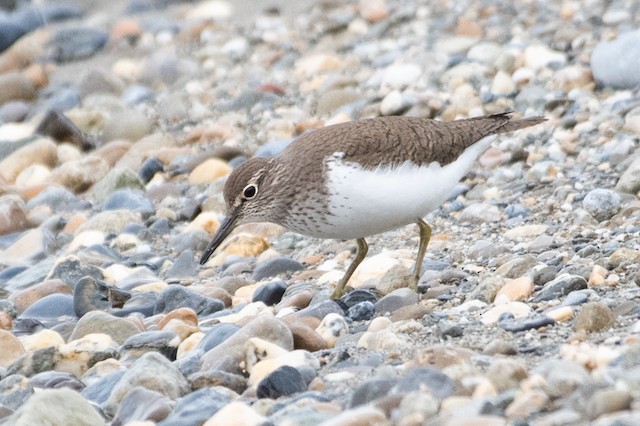 Common Sandpiper