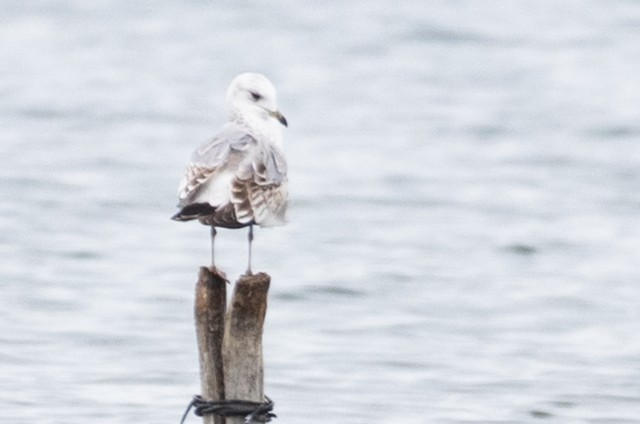 Common Gull