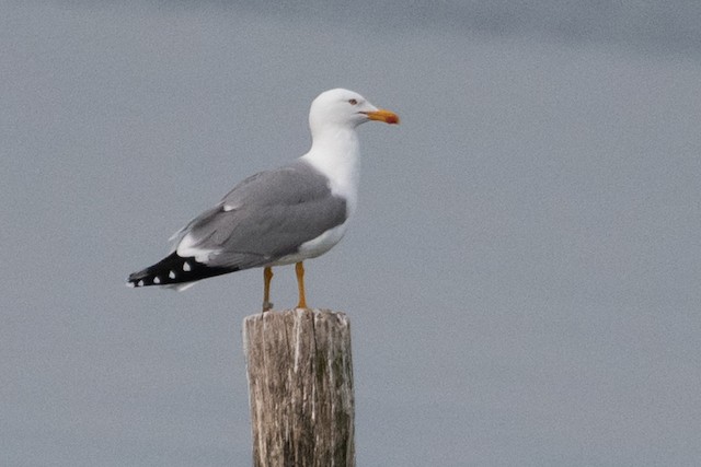 Yellow-legged Gull