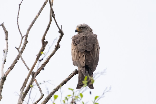 Black Kite