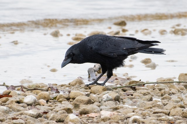 Carrion Crow