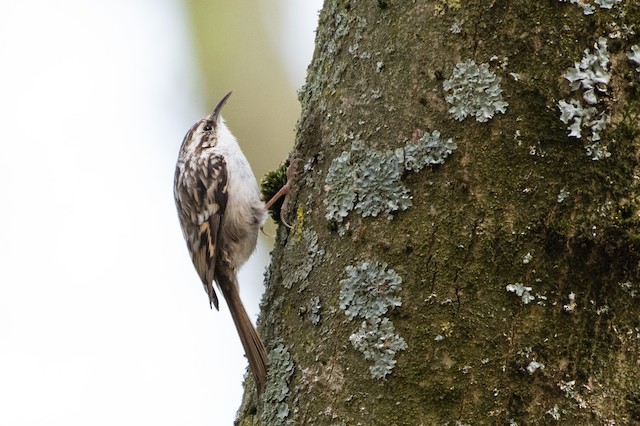 Short-toed Treecreeper