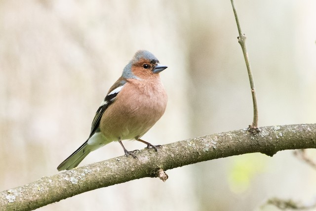 Common Chaffinch