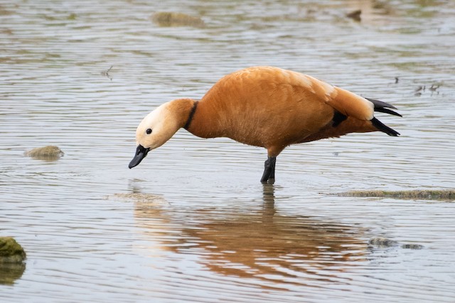 Ruddy Shelduck