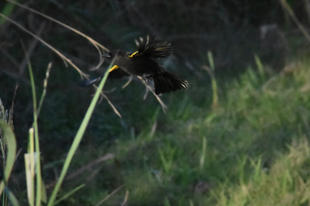 Yellow-winged Blackbird - ADRIAN GRILLI