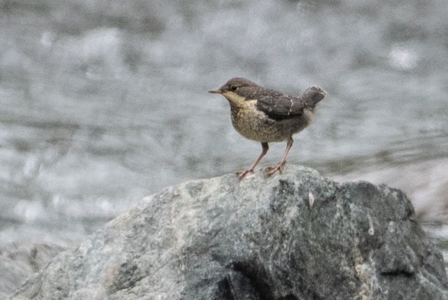 White-throated Dipper