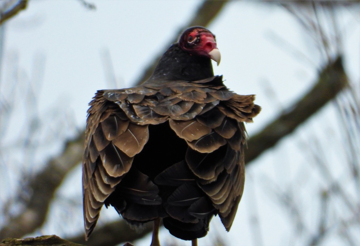 Turkey Vulture - ML155735761