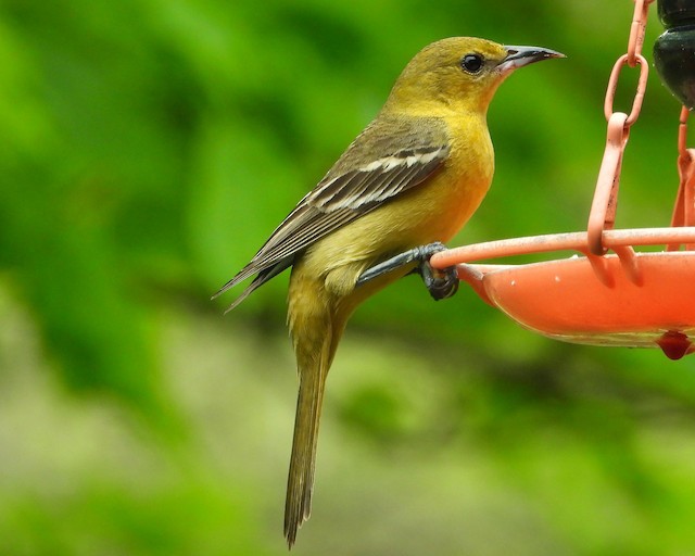 Baltimore Oriole And Orchard Oriole