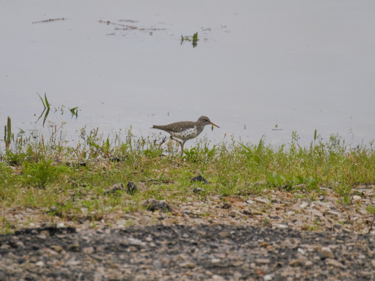 Spotted Sandpiper - Ted 🦃 Miller
