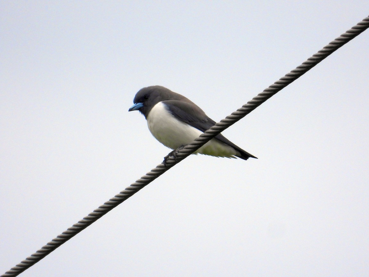 White-breasted Woodswallow - Chris Burwell