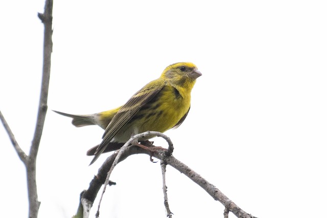 European Serin