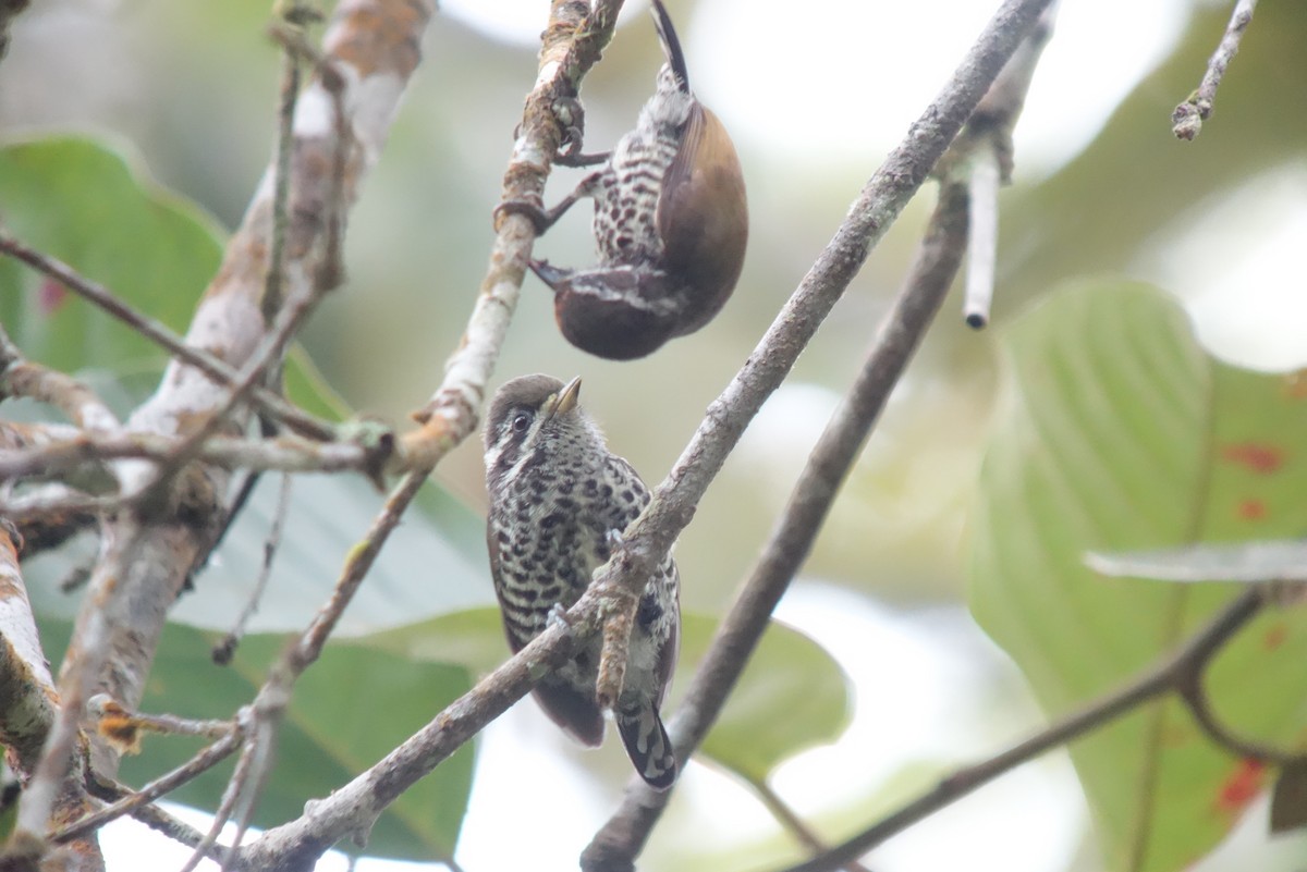 Speckled Piculet - ML155737161