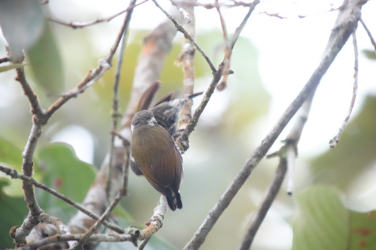 Speckled Piculet - ML155737261