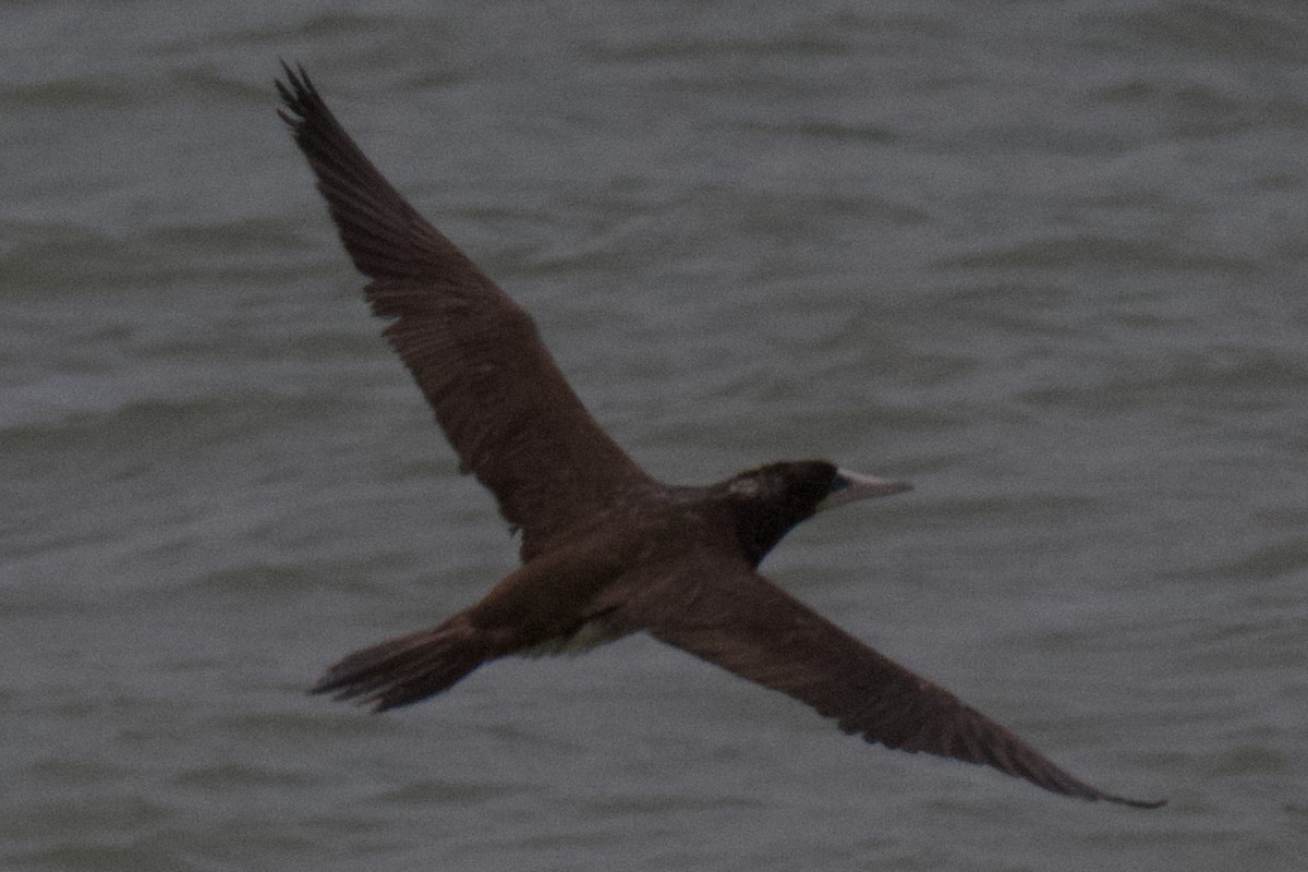 Brown Booby - ML155738541