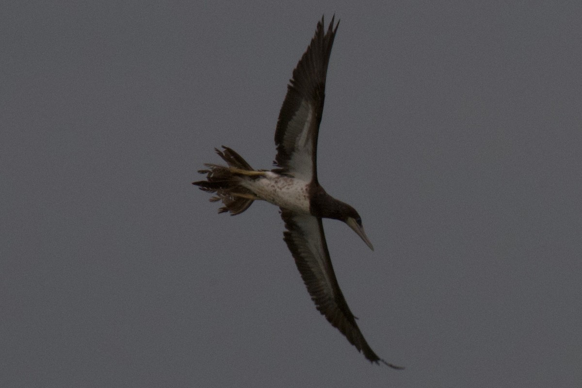 Brown Booby - ML155738551