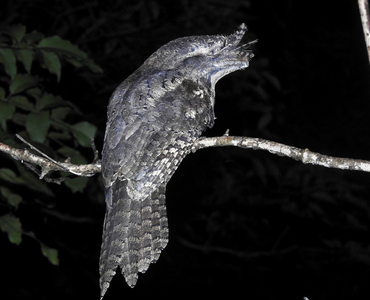 Marbled Frogmouth - ML155741501