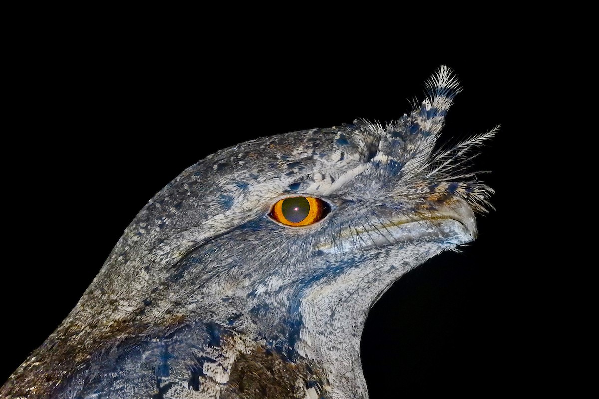 Marbled Frogmouth - ML155741601