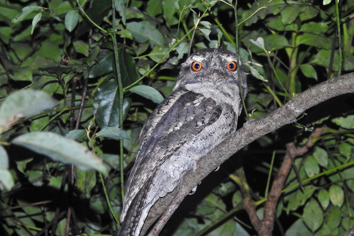 Marbled Frogmouth - ML155741661