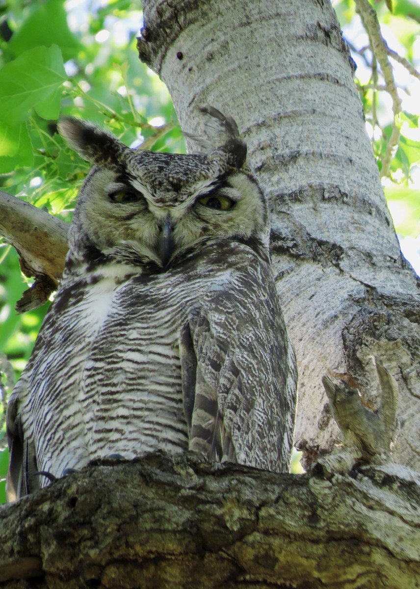 Great Horned Owl - Diane Drobka