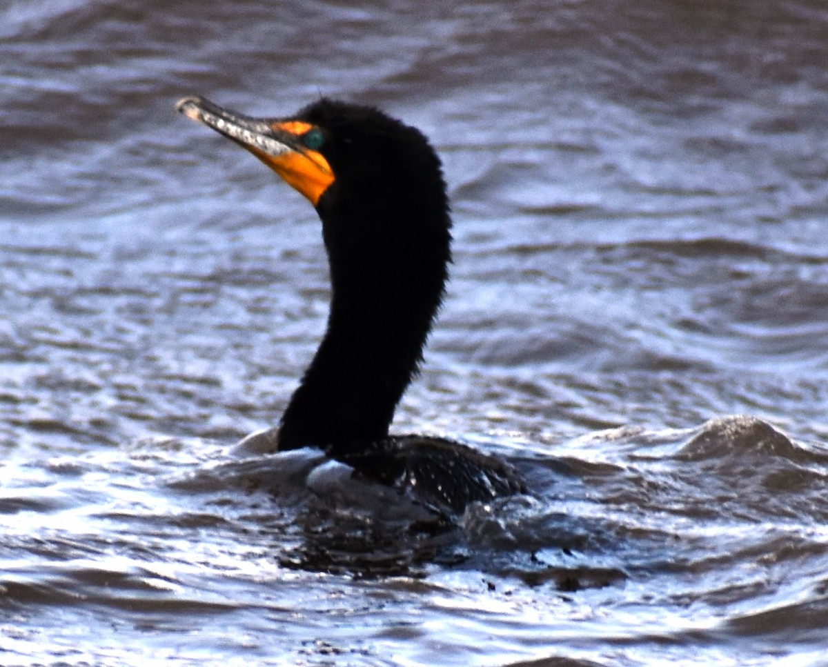 Double-crested Cormorant - Katy Banning