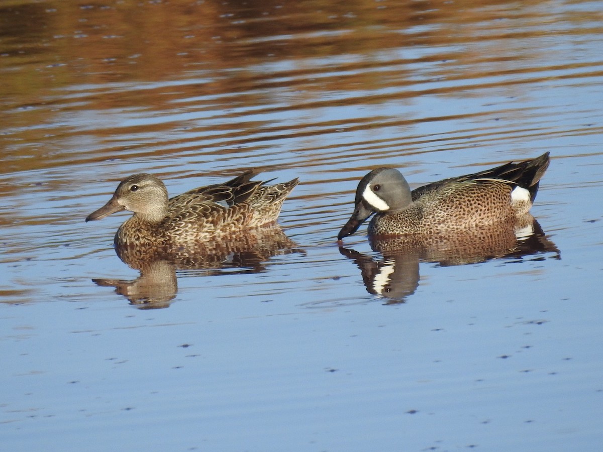 Blue-winged Teal - Brian Johnson
