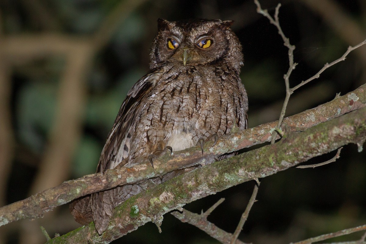Peruvian Screech-Owl - ML155746291