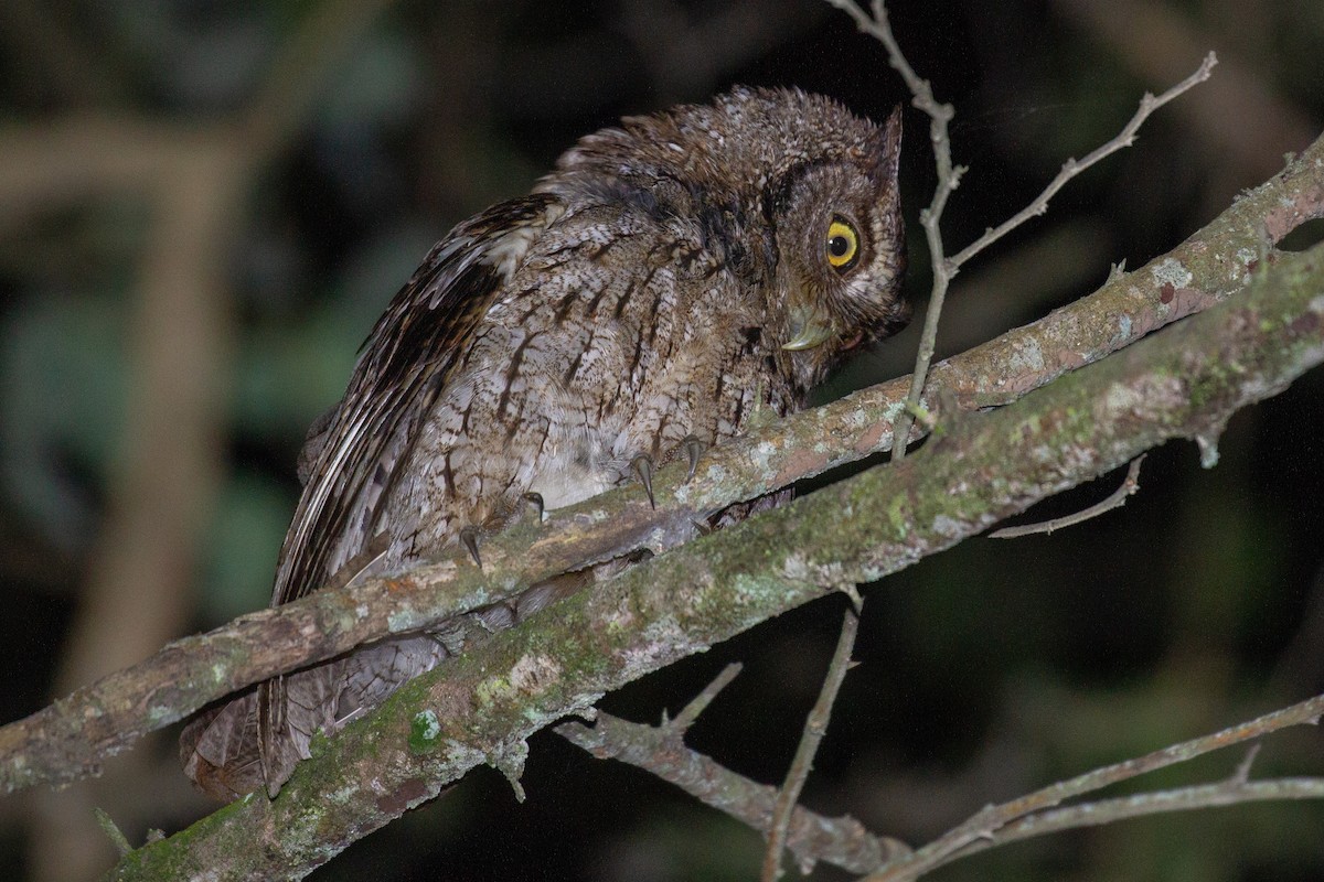 Peruvian Screech-Owl - ML155746641