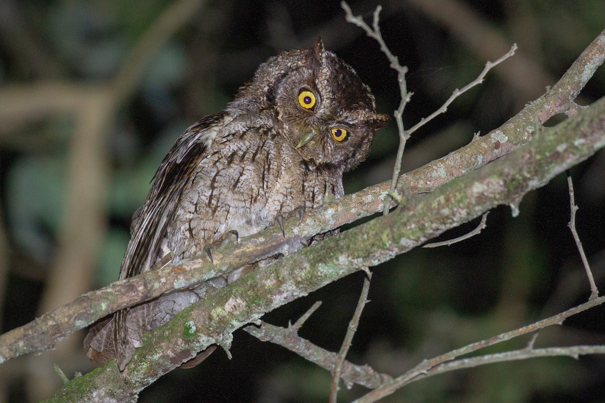 Peruvian Screech-Owl - ML155746661