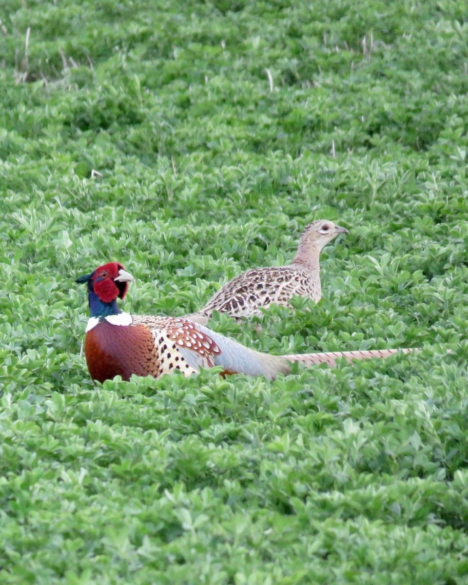 Ring-necked Pheasant - ML155750791