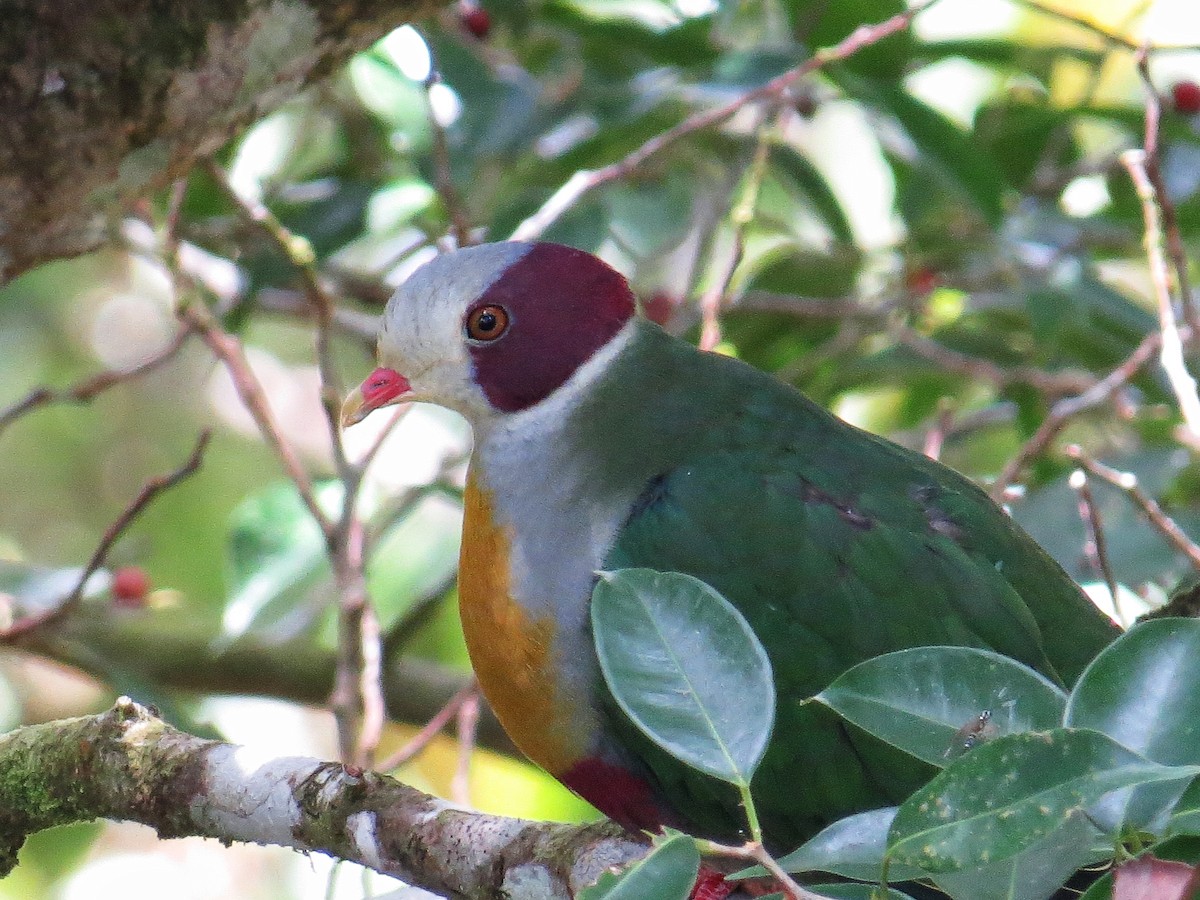 Yellow-breasted Fruit-Dove - ML155753691