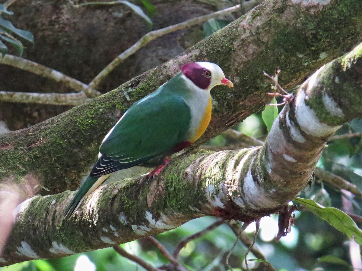 Yellow-breasted Fruit-Dove - ML155753711