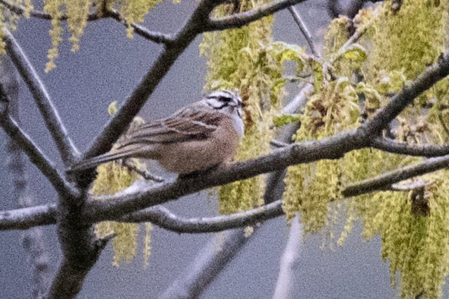 Rock Bunting