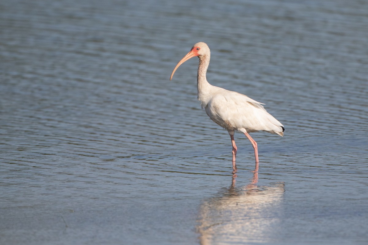 ibis bílý - ML155755581