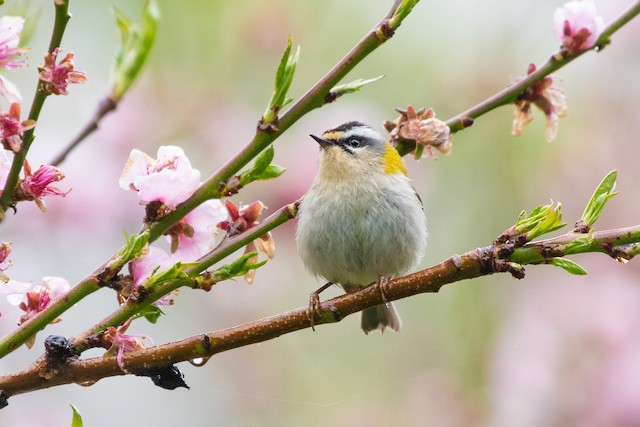 Common Firecrest