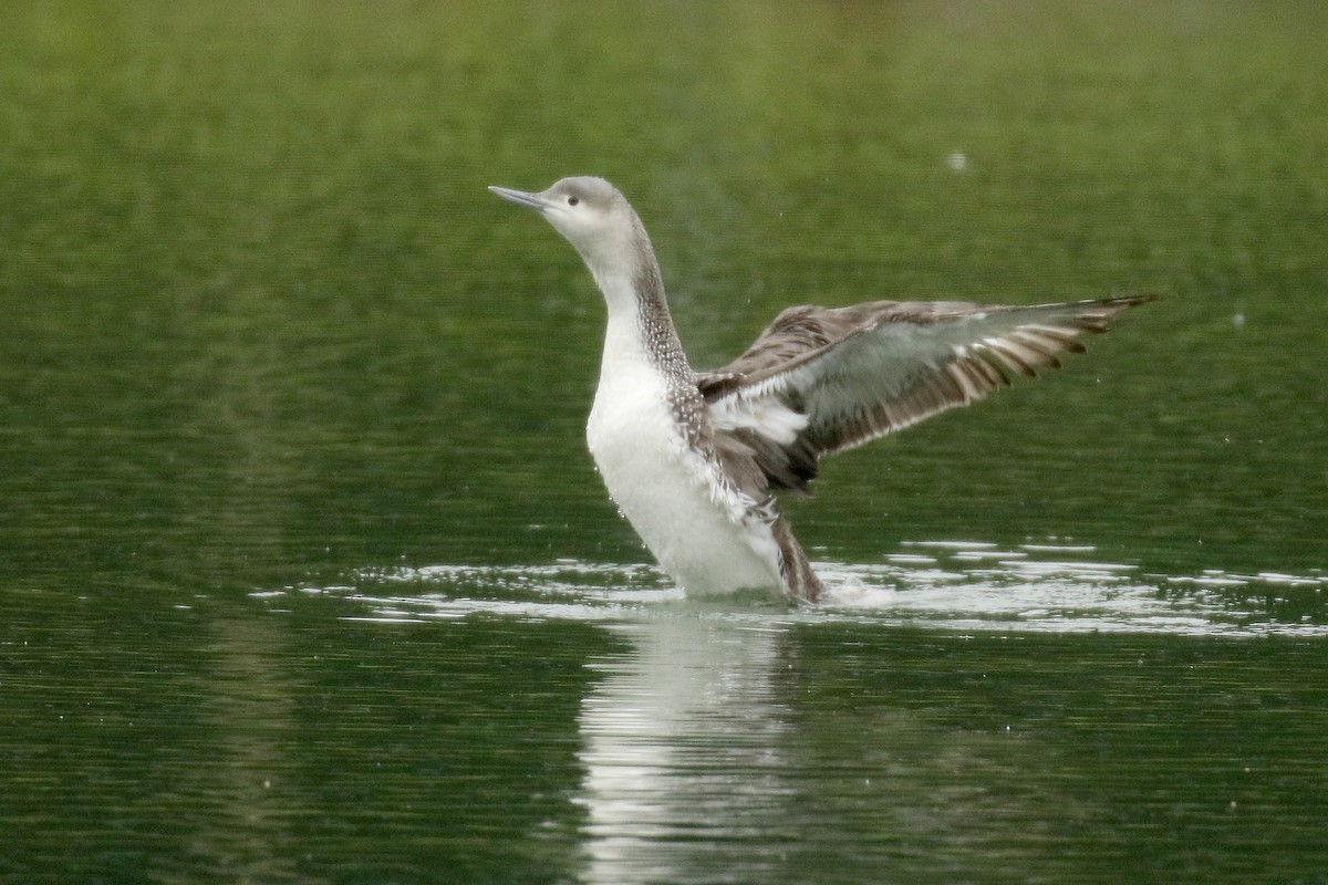 Red-throated Loon - Dominic Mitchell