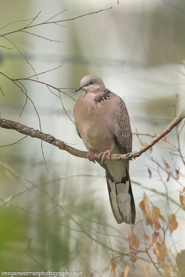 Spotted Dove - ML155758511