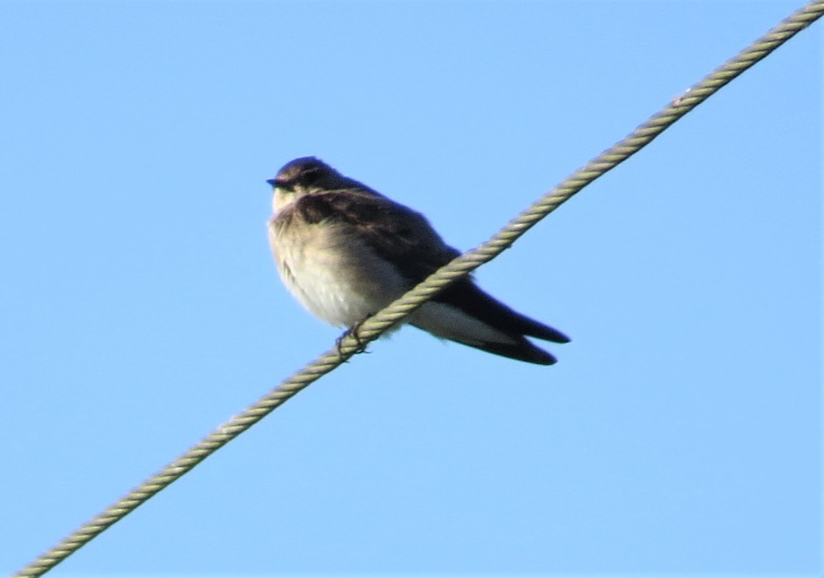 Northern Rough-winged Swallow - Ann Marie Wood