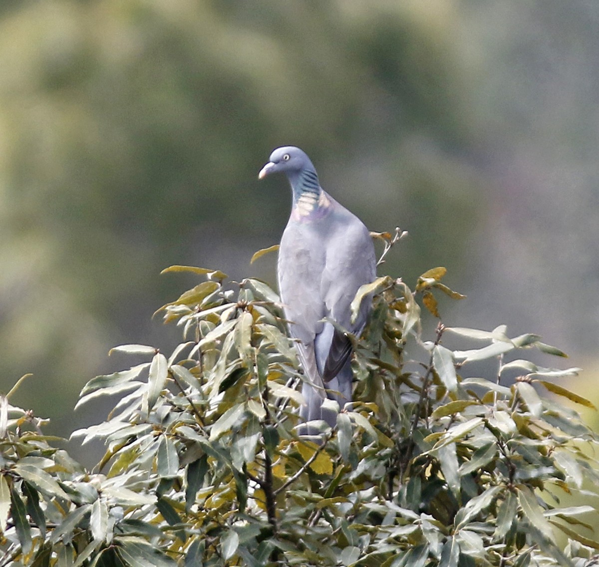Common Wood-Pigeon - Andy Warr