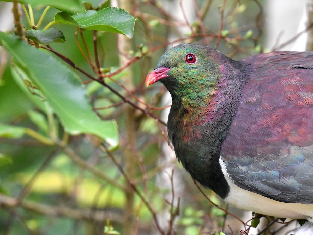 New Zealand Pigeon - ML155762711