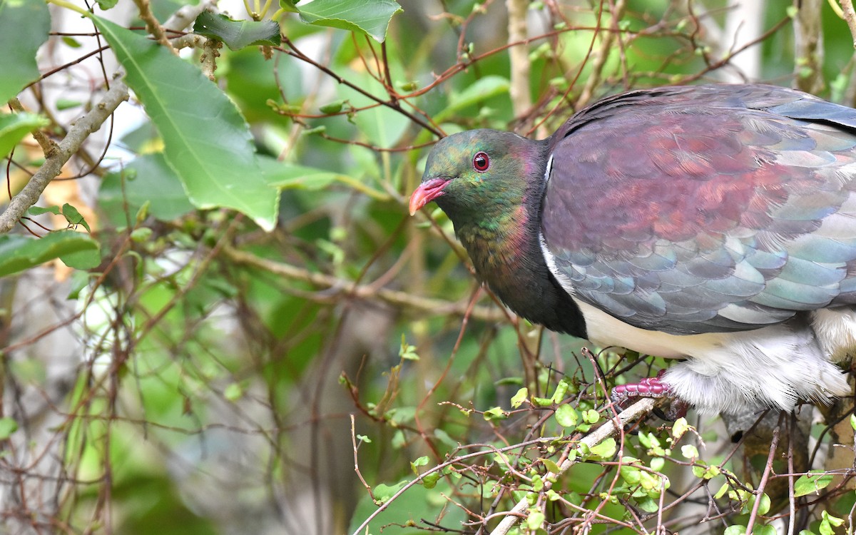 New Zealand Pigeon - Jason Vassallo