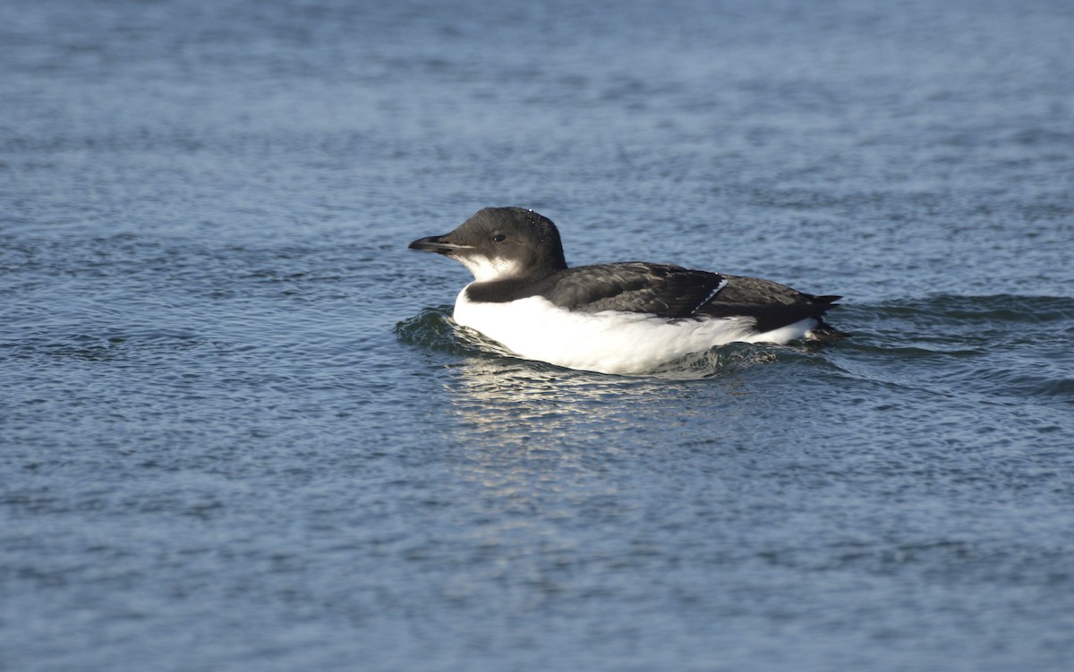 Thick-billed Murre - ML155765121