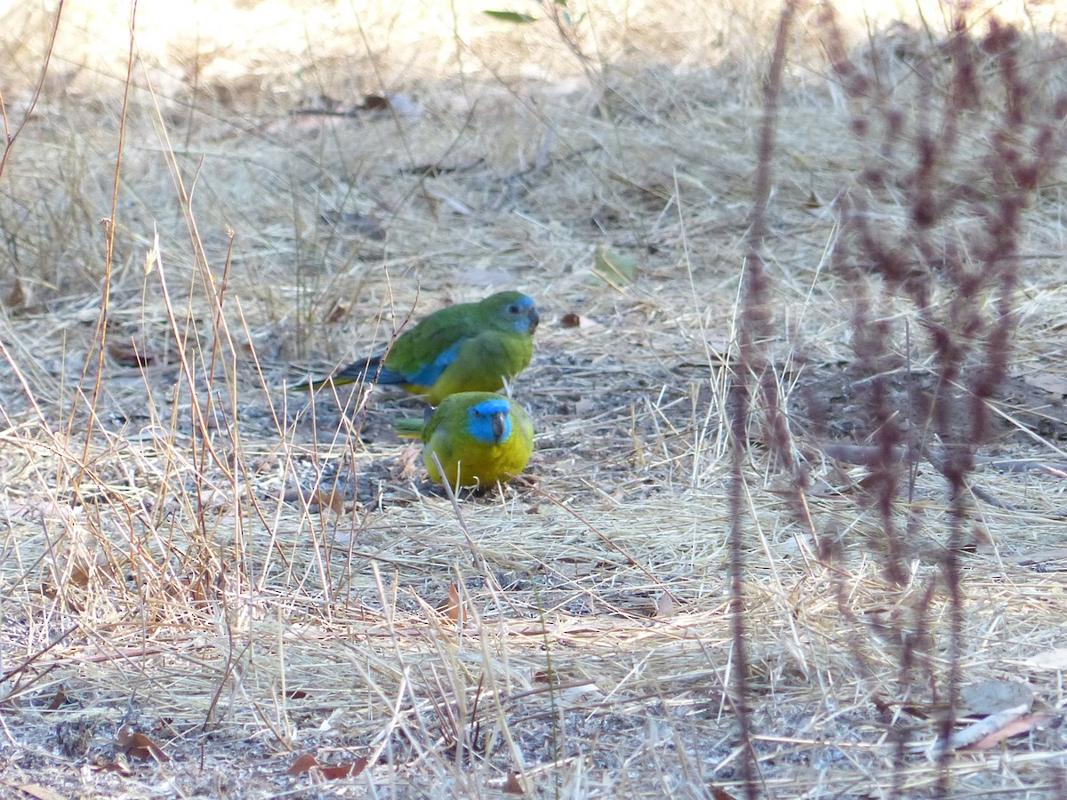 eBird Australia Checklist - 23 Jan 2013 - Chiltern-Mt Pilot National ...