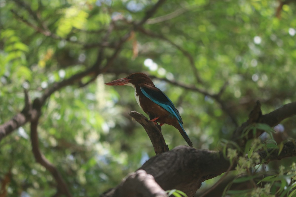 White-throated Kingfisher - Utkarsh Shinde